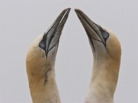 Jan van Gent; Gannet  Jan van Gent; Gannet : Bass Rock, Engeland, England, Gannet, Jan van Gent, Jan-van-Gent, Schotland, Scotland, Sula bassana, adult, bird, sea bird, sea birds, vogel, volwassen, zeevogel, zeevogels