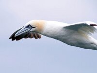 Morus bassanus 130, Jan-van-Gent, Saxifraga-Bart Vastenhouw