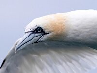 Morus bassanus 132, Jan-van-Gent, Saxifraga-Bart Vastenhouw