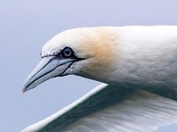 Morus bassanus 133, Jan-van-Gent, Saxifraga-Bart Vastenhouw