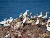 Morus bassanus 138, Jan-van-Gent, Saxifraga-Bart Vastenhouw