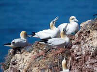 Morus bassanus 139, Jan-van-Gent, Saxifraga-Bart Vastenhouw