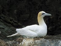 Morus bassanus 14, Jan-van-Gent, Saxifraga-Janus Verkerk