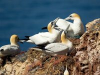 Morus bassanus 140, Jan-van-Gent, Saxifraga-Bart Vastenhouw