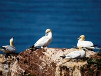 Morus bassanus 141, Jan-van-Gent, Saxifraga-Bart Vastenhouw