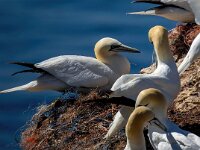 Morus bassanus 143, Jan-van-Gent, Saxifraga-Bart Vastenhouw