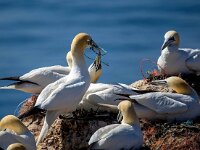 Morus bassanus 144, Jan-van-Gent, Saxifraga-Bart Vastenhouw