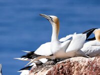 Morus bassanus 149, Jan-van-Gent, Saxifraga-Bart Vastenhouw