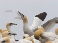 Jan van Gent; Gannet  Jan van Gent; Gannet : Bass Rock, Engeland, England, Gannet, Jan van Gent, Jan-van-Gent, Schotland, Scotland, Sula bassana, adult, bird, sea bird, sea birds, vogel, volwassen, zeevogel, zeevogels