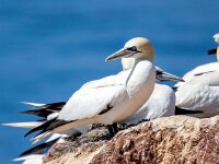 Morus bassanus 150, Jan-van-Gent, Saxifraga-Bart Vastenhouw