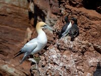 Morus bassanus 151, Jan-van-Gent, Saxifraga-Bart Vastenhouw