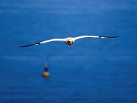 Morus bassanus 153, Jan-van-Gent, Saxifraga-Bart Vastenhouw