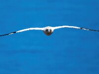 Morus bassanus 154, Jan-van-Gent, Saxifraga-Bart Vastenhouw