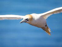 Morus bassanus 158, Jan-van-Gent, Saxifraga-Bart Vastenhouw