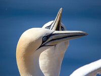 Morus bassanus 159, Jan-van-Gent, Saxifraga-Bart Vastenhouw