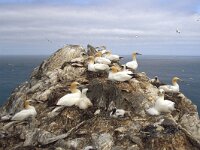 Morus bassanus 16, Jan-van-Gent, Saxifraga-Janus Verkerk