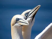 Morus bassanus 160, Jan-van-Gent, Saxifraga-Bart Vastenhouw