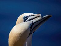 Morus bassanus 163, Jan-van-Gent, Saxifraga-Bart Vastenhouw