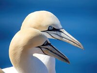 Morus bassanus 165, Jan-van-Gent, Saxifraga-Bart Vastenhouw