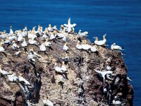 Morus bassanus 167, Jan-van-Gent, Saxifraga-Bart Vastenhouw