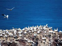Morus bassanus 168, Jan-van-Gent, Saxifraga-Bart Vastenhouw