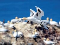 Morus bassanus 17, Jan-van-Gent, Saxifraga-Bart Vastenhouw