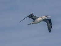 Morus bassanus 172, Jan-van-Gent, 1e kj, Saxifraga-Theo Verstrael