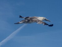 Morus bassanus 173, Jan-van-Gent, 2ekj, Saxifraga-Theo Verstrael