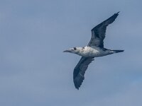 Morus bassanus 174, Jan-van-Gent, 2e kj, Saxifraga-Theo Verstrael