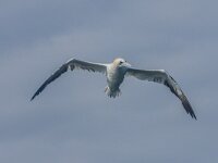 Morus bassanus 176, Jan-van-Gent, 3e kj, Saxifraga-Theo Verstrael