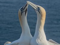 Morus bassanus 177, Jan-van-Gent, adult, pair, Saxifraga-Theo Verstrael