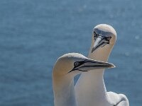 Morus bassanus 178, Jan-van-Gent, adult, pair, Saxifraga-Theo Verstrael