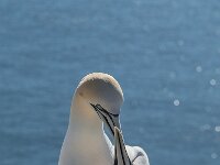 Morus bassanus 179, Jan-van-Gent, adult, pair, Saxifraga-Theo Verstrael