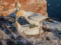 Morus bassanus 181, Jan-van-Gent, adult, pair, Saxifraga-Theo Verstrael