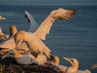Morus bassanus 184, Jan-van-Gent, adult, pair, Saxifraga-Theo Verstrael