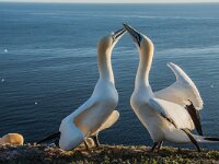 Morus bassanus 186, Jan-van-Gent, adult, pair, Saxifraga-Theo Verstrael