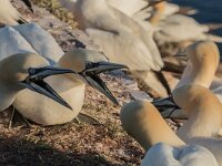 Morus bassanus 187, Jan-van-Gent, adult, pair, Saxifraga-Theo Verstrael