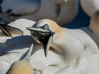 Morus bassanus 188, Jan-van-Gent, adult, Saxifraga-Theo Verstrael