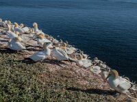 Morus bassanus 189, Jan-van-Gent, adult, Saxifraga-Theo Verstrael