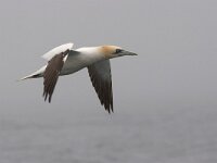 Jan van Gent; Gannet  Jan van Gent; Gannet : Bass Rock, Engeland, England, Gannet, Jan van Gent, Jan-van-Gent, Schotland, Scotland, Sula bassana, adult, bird, sea bird, sea birds, vogel, volwassen, zeevogel, zeevogels