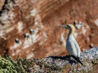 Morus bassanus 190, Jan-van-Gent, adult, Saxifraga-Theo Verstrael