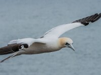 Morus bassanus 191, Jan-van-Gent, adult, Saxifraga-Theo Verstrael