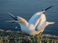 Morus bassanus 194, Jan-van-Gent, adult, Saxifraga-Theo Verstrael