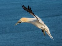 Morus bassanus 198, Jan-van-Gent, adult, Saxifraga-Theo Verstrael