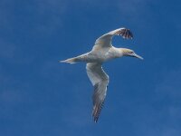 Morus bassanus 199, Jan-van-Gent, adult, Saxifraga-Theo Verstrael