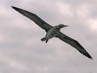 Morus bassanus 2, Jan-van-Gent, juvenile, Saxifraga-Piet Munsterman
