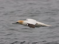 Jan van Gent; Gannet  Jan van Gent; Gannet : Bass Rock, Engeland, England, Gannet, Jan van Gent, Jan-van-Gent, Schotland, Scotland, Sula bassana, adult, bird, sea bird, sea birds, vogel, volwassen, zeevogel, zeevogels