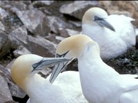 Morus bassanus 21, Jan-van-Gent, Saxifraga-Luc Hoogenstein