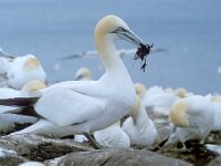 Morus bassanus 22, Jan-van-Gent, Saxifraga-Luc Hoogenstein