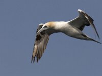 Morus bassanus 23, Jan-van-Gent, adult, Saxifraga-Mark Zekhuis